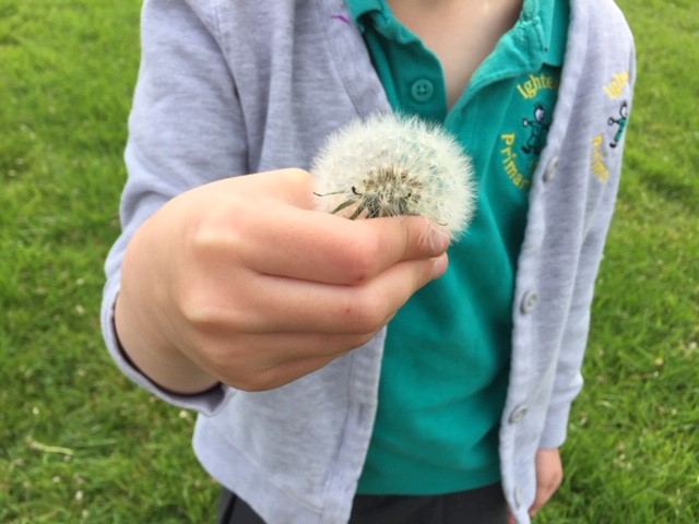 child in school uniform holiding a dandelion clock